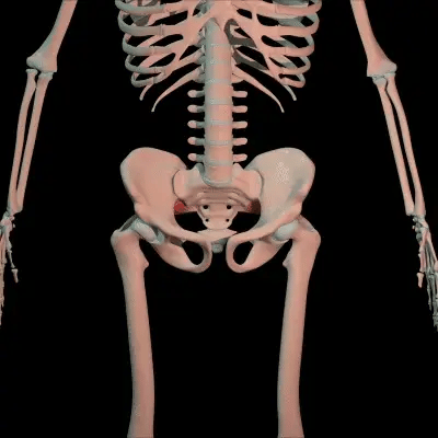 Spine and pelvis