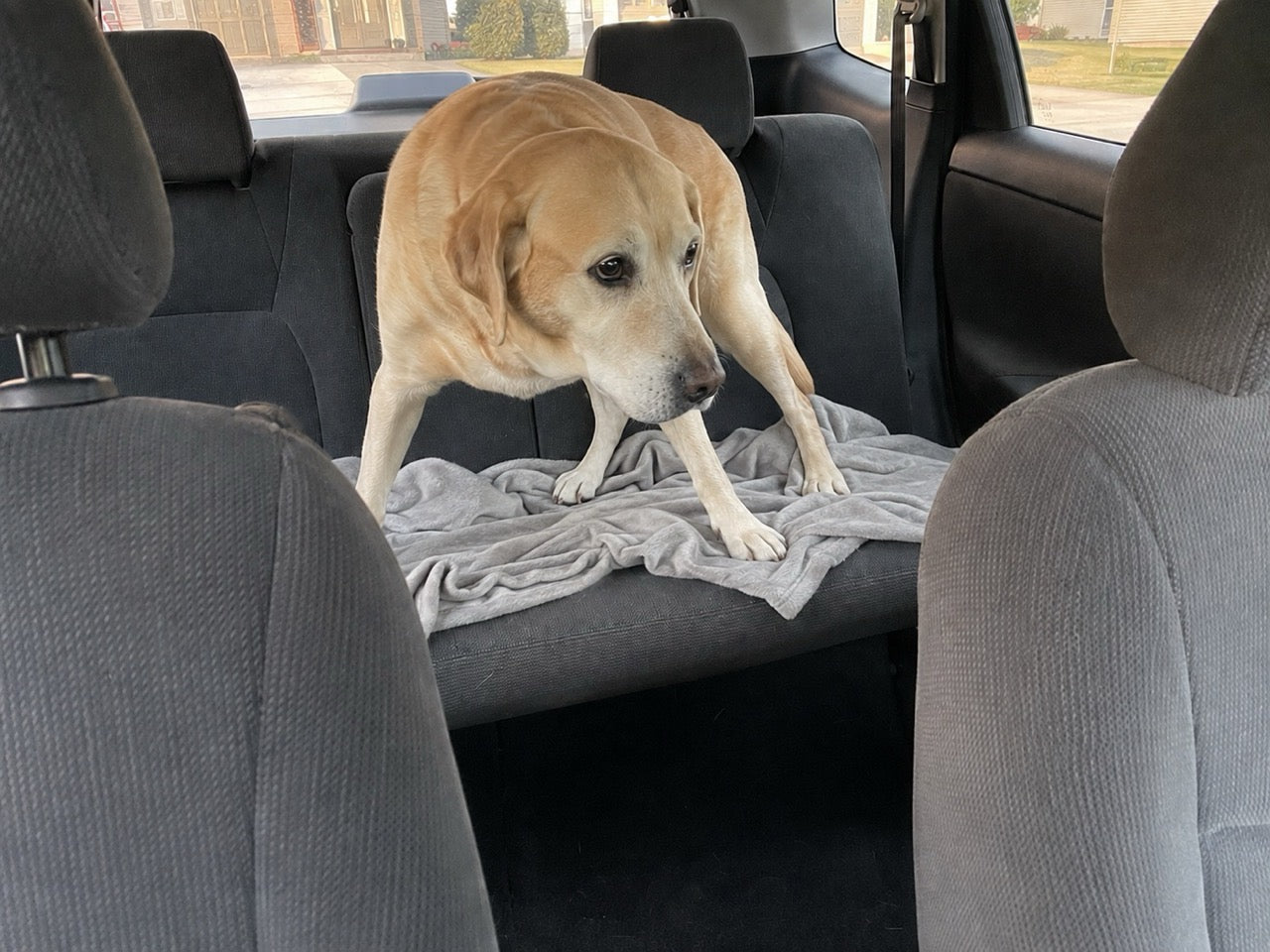 Before: the dog standing braced on a rumpled blanket over the bare rear bench.
