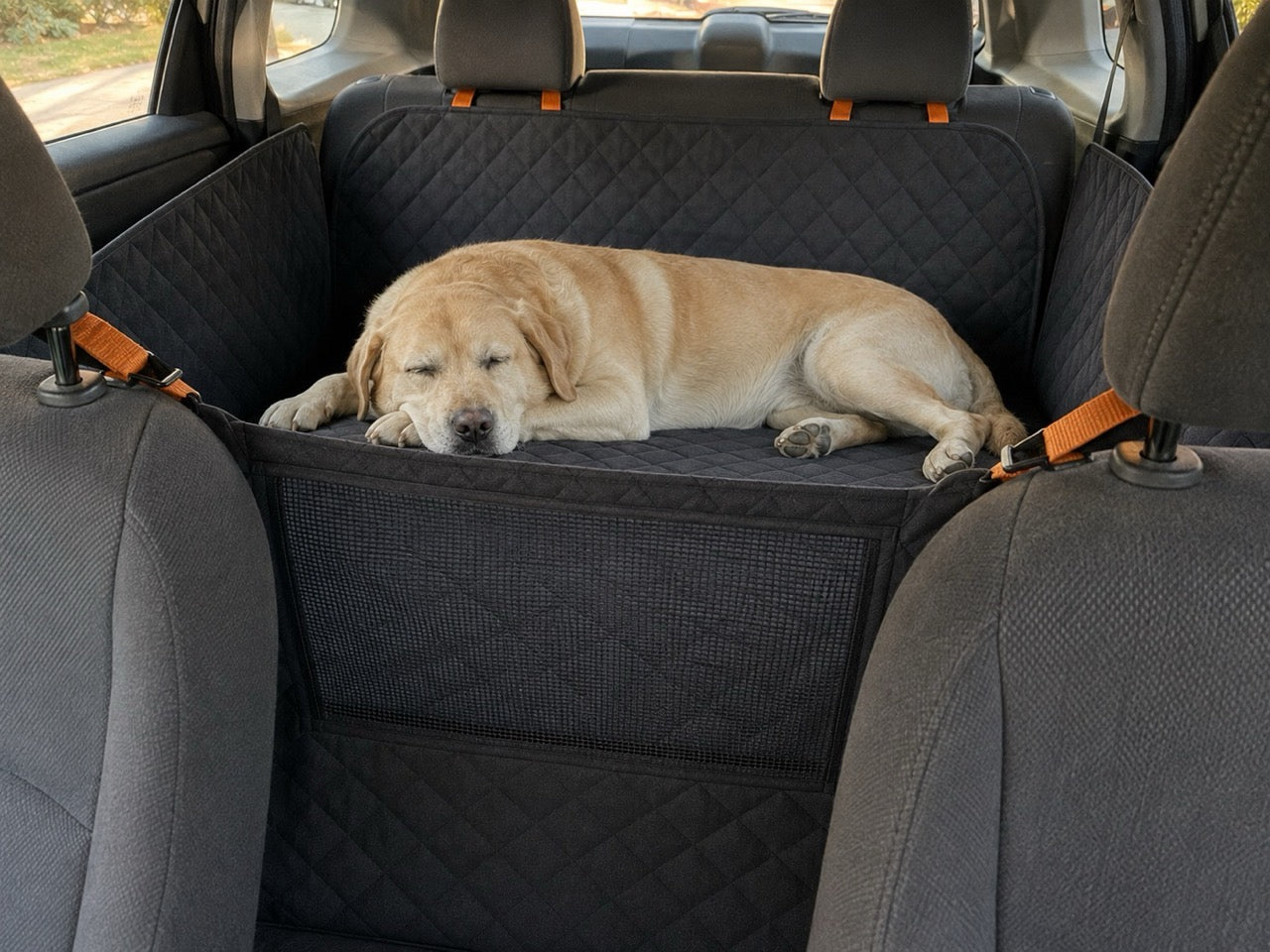 After: the same dog asleep on the flat platform, seen through the mesh panel.